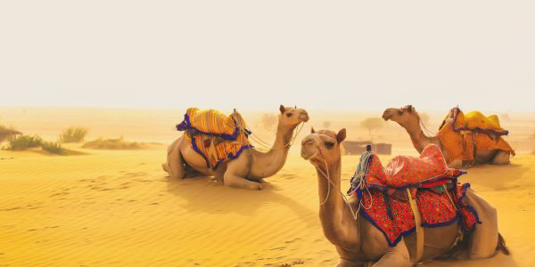 hardik-moradiya-2E5b80ReS7A-unsplash