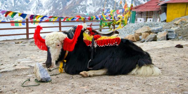 natalia-wiklent-A_SPuJSsfx4-unsplash