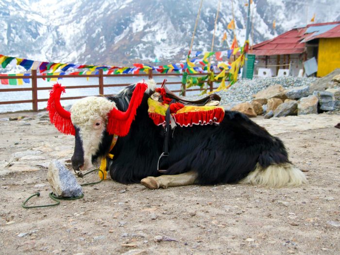 natalia-wiklent-A_SPuJSsfx4-unsplash