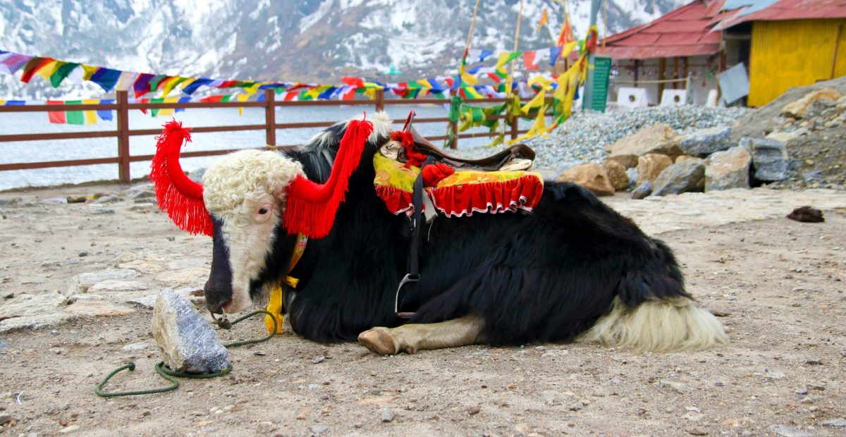 natalia-wiklent-A_SPuJSsfx4-unsplash